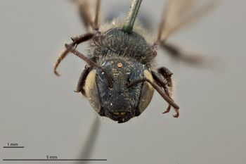 Media type: image;   Entomology 790597 Aspect: head frontal view